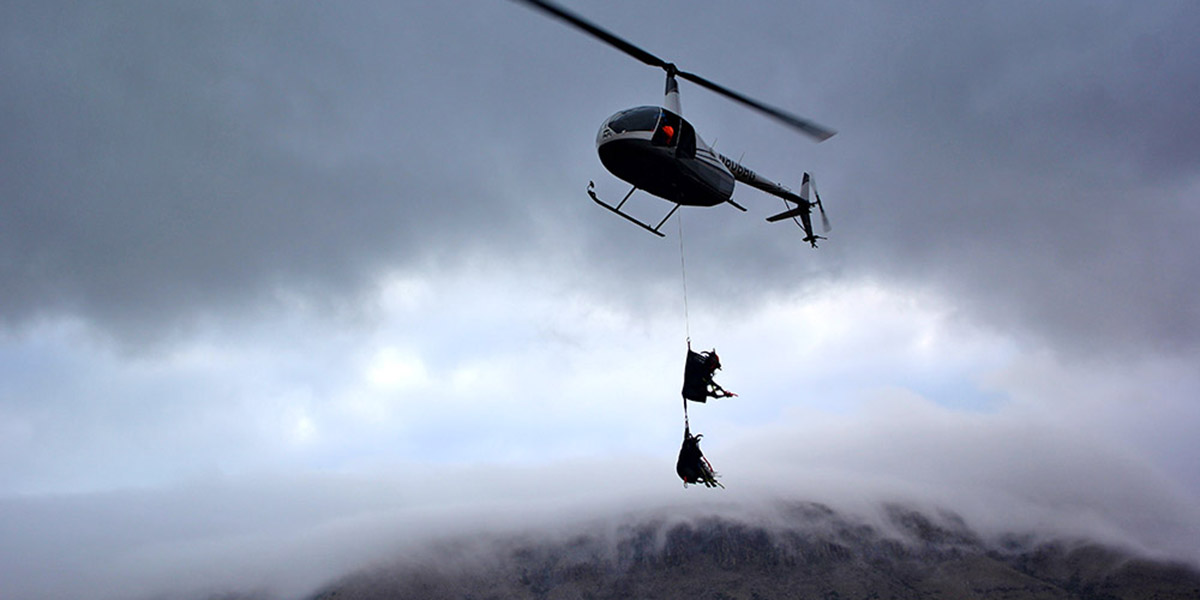 Helicopter transporting captured desert bighorn sheep in Texas Helicopter transporting captured desert bighorn sheep in Texas
