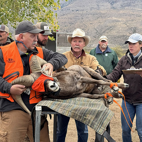 Kevin Hurley holding a captured desert bighorn