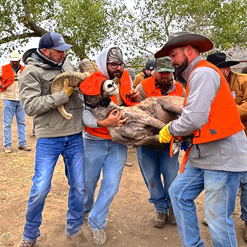 Volunteers transporting desert bighorn ram for translocation