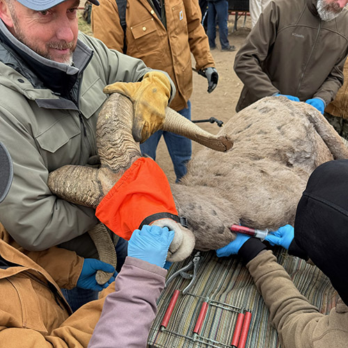 Corey Mason holding desert bighorn ram while specialists collect samples Corey Mason holding desert bighorn ram while specialists collect samples