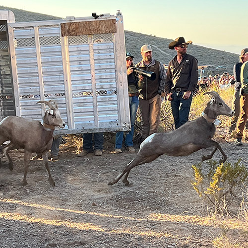 Ram jumping from trailer to new home in Franklin Mountains State Park Ram jumping from trailer to new home in Franklin Mountains State Park