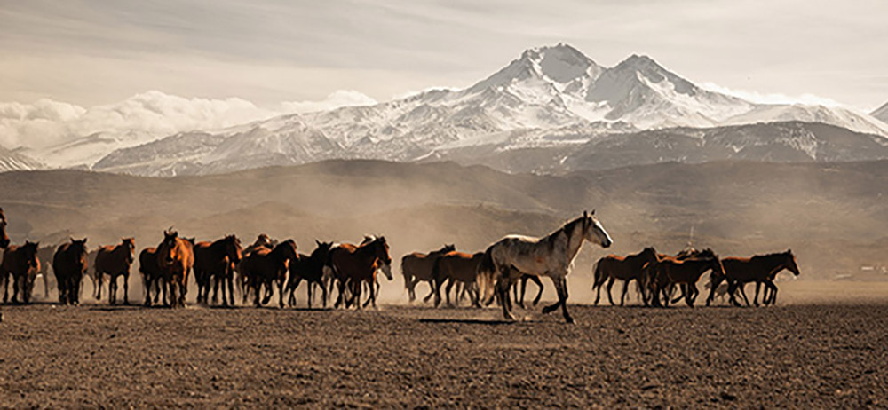 Wild horse herd Wild horse herd