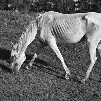 Starving emaciated feral horse