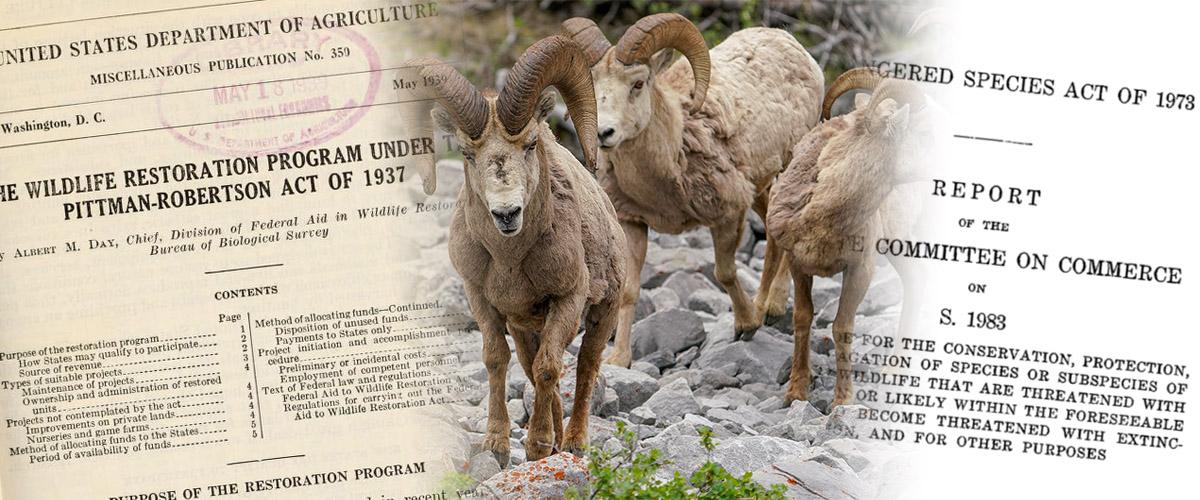 A collage of the original Endangered Species Act and a wild bighorn sheep A collage of the original Endangered Species Act and a wild bighorn sheep