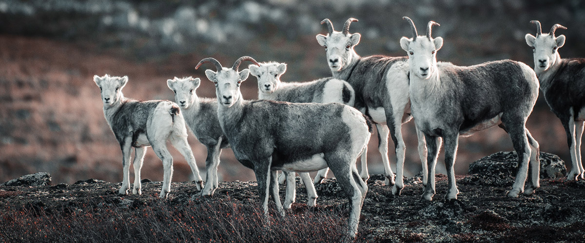 A herd of Stone's sheep, mostly ewes and young rams A herd of Stone's sheep, mostly ewes and young rams