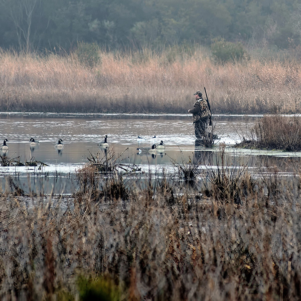 Waterfowl hunter in National Wildlife Refuge with goose decoys