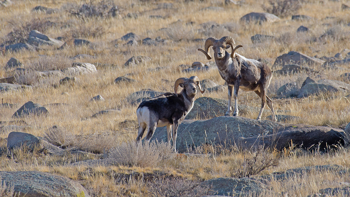 Argali rams Argali rams