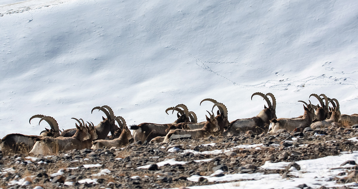 Siberian Ibex Siberian Ibex