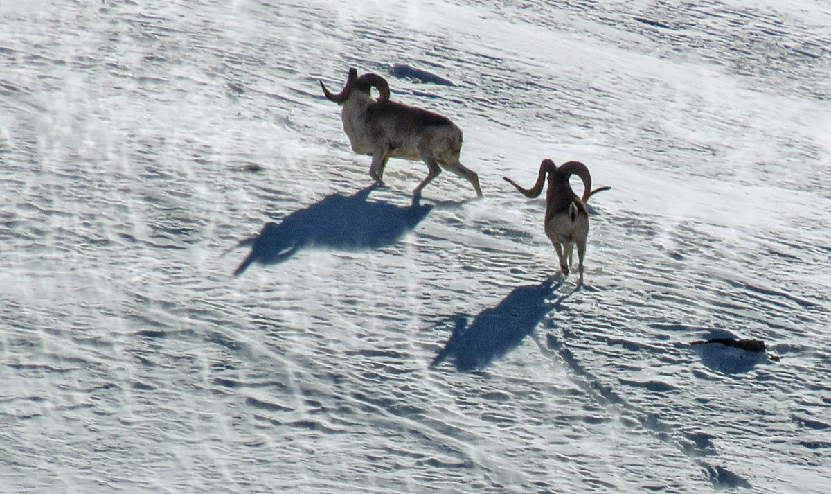 Argali rams in snowy mountain field Argali rams in snowy mountain field