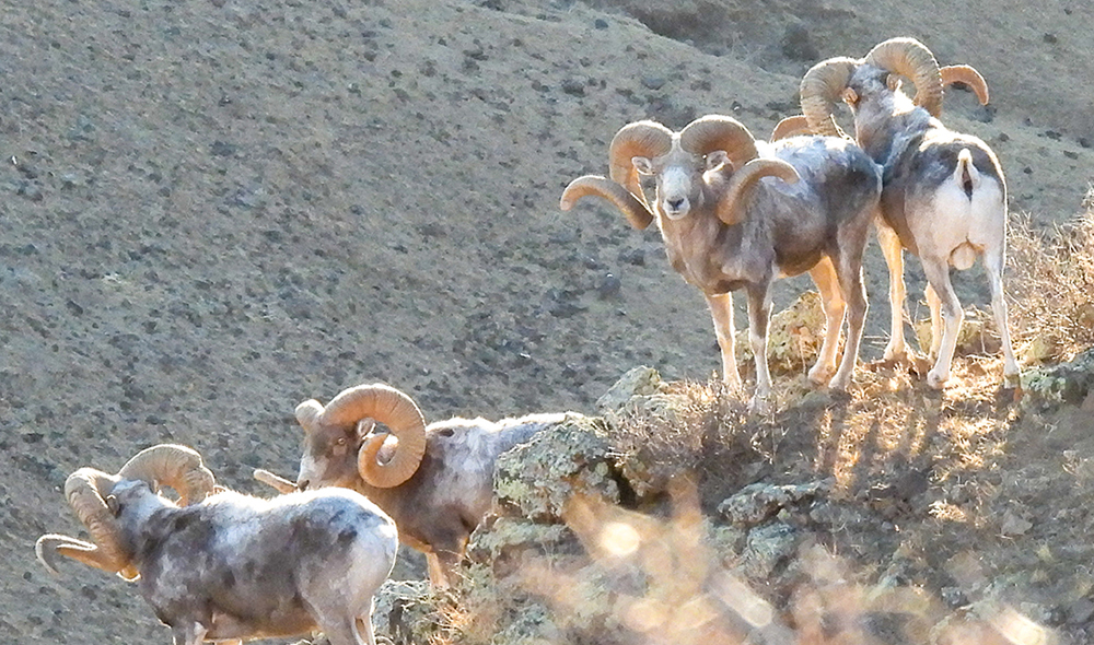 A small group of argali rams in Central Asia. A small group of argali rams in Central Asia.