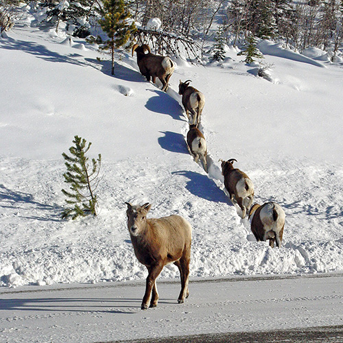 Bighorn sheep crossing a highway.