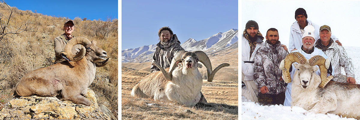 Hunters with three different species of argali sheep. Hunters with three different species of argali sheep.