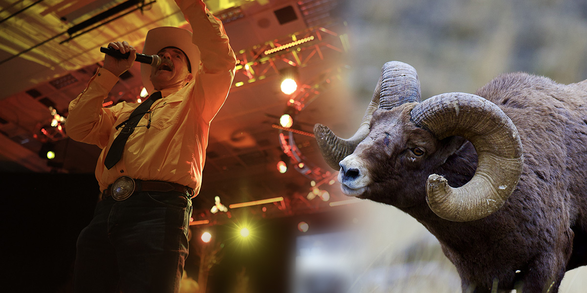 Collage of auctioneer and a wild bighorn sheep from Alberta Collage of auctioneer and a wild bighorn sheep from Alberta