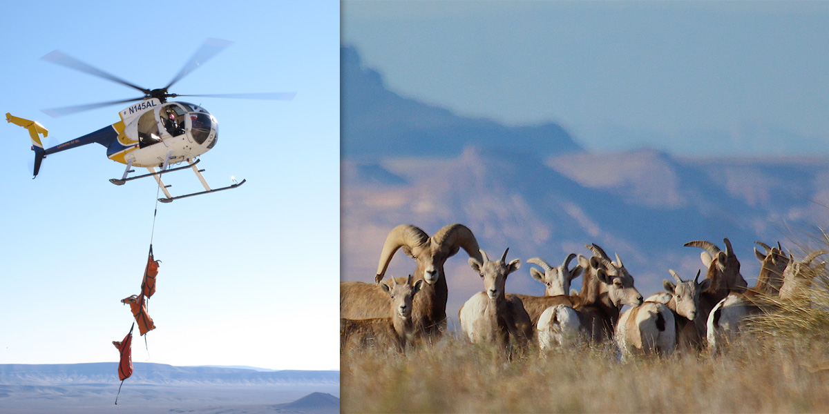 Collage of desert bighorns being transplanted for relocation to Franklin Mountains State Park