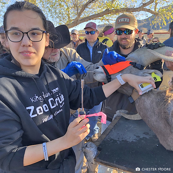 Reannah Hollaway puts the GPS collar on a desert bighorn ram