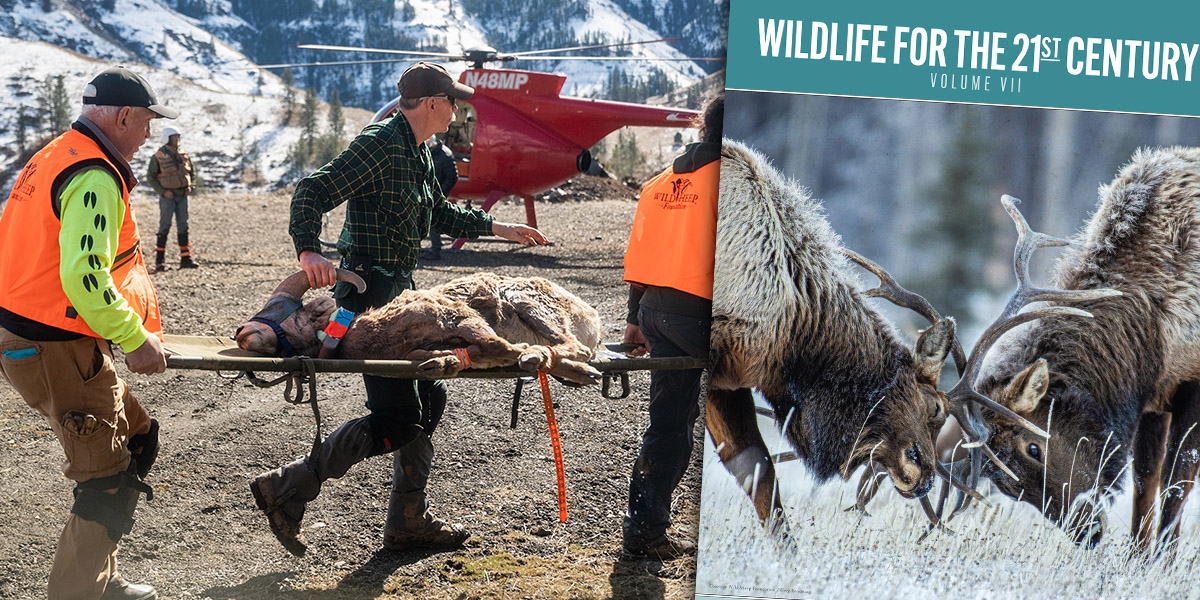 Collage featuring volunteers assessing bighorns and an elk in the wild Collage featuring volunteers assessing bighorns and an elk in the wild