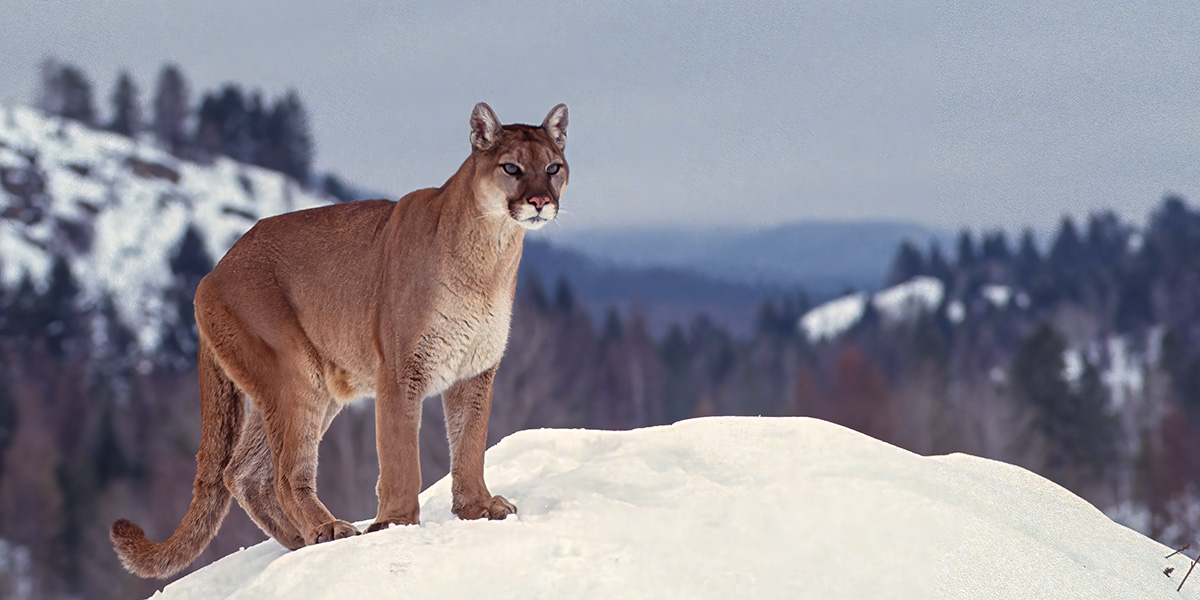 mountain lion on a snowy moumtain overlook mountain lion on a snowy moumtain overlook