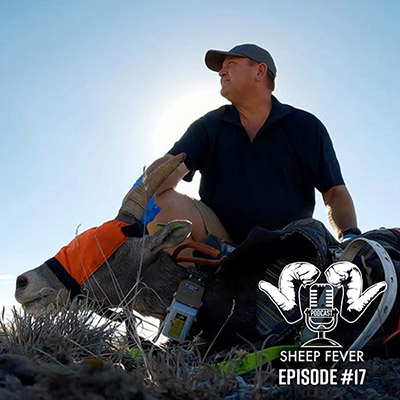 Dan Cabela assisting with a bighorn health assessment