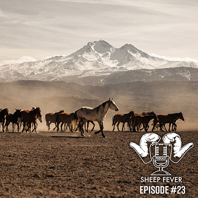 A band of feral horses