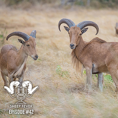 Aoudad