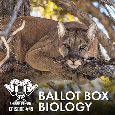 mountain lion perched in a tree