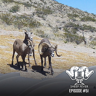 desert sheep at a drinker