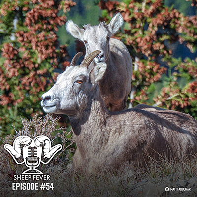 Wild sheep ewe and lamb