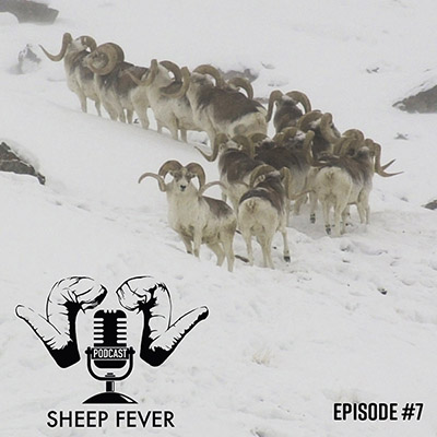 A herd of argali wild sheep