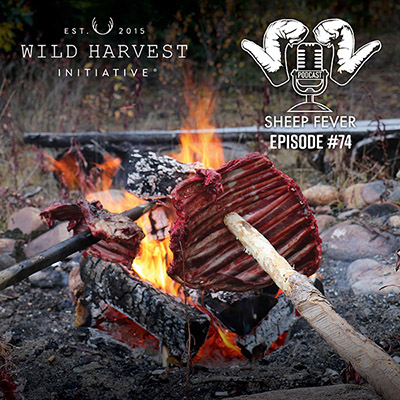 Sheep Fever Episode 74 Wild Harvest Iniative