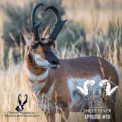 Sheep Fever 76 - Pronghorn