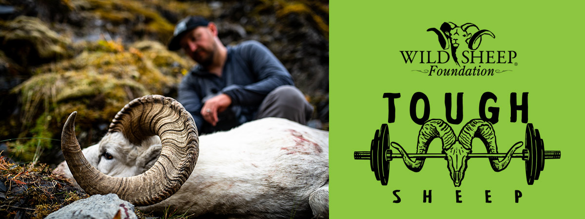 hunter with a mature Dall's ram