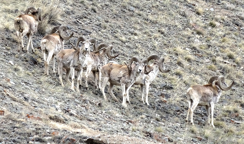 Marco polo sheep in Kyrgyzstan - photo by Martin Gilbert Marco polo sheep in Kyrgyzstan - photo by Martin Gilbert