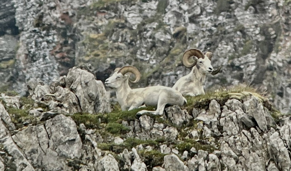 Dall's sheep in the Yukon Dall's sheep in the Yukon