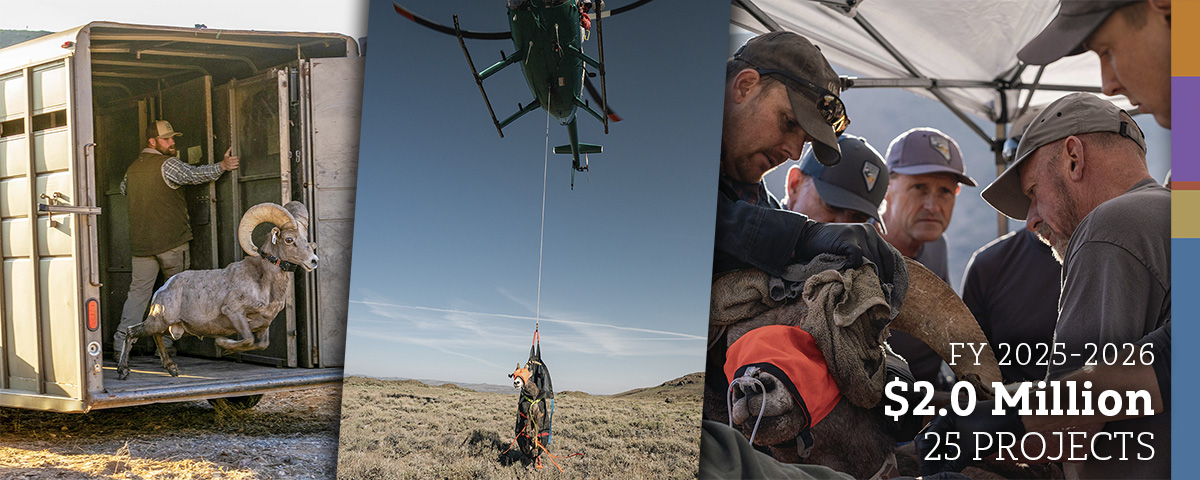 Collage of wild sheep research images