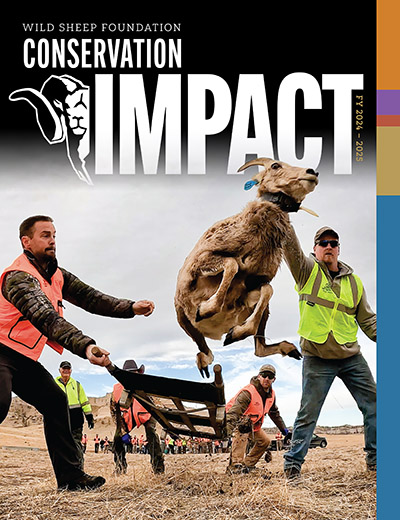 Cover of the FY 2024-2025 Conservation Impact Summary with wild sheep being released