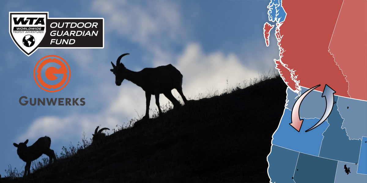 CA bighorns silhouetted with Coming Home map. Photo by Brad Siemens