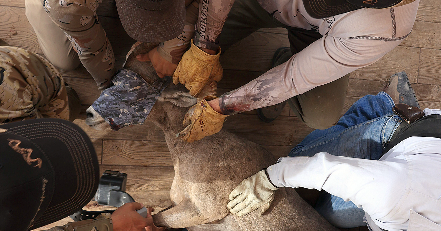 desert sheep captured to be fitted with a gps video collar desert sheep captured to be fitted with a gps video collar