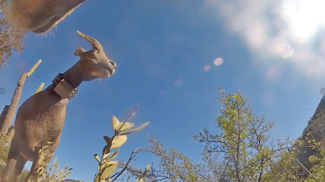 desert sheep with a gps video collar caught on camera desert sheep with a gps video collar caught on camera