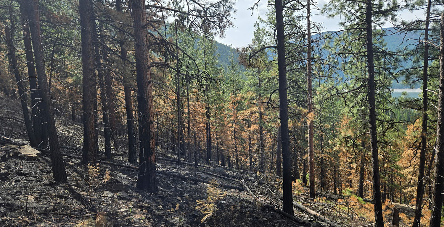 Prescribed burn trees in Montana with lake in background