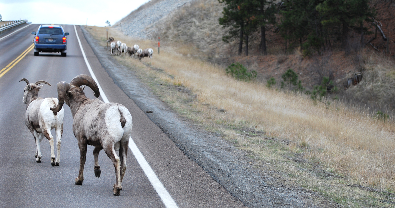bighhorn sheep on highway bighhorn sheep on highway