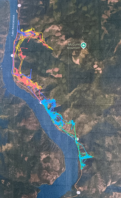 map of summer and winter sheep movement along highway 37 in Montana