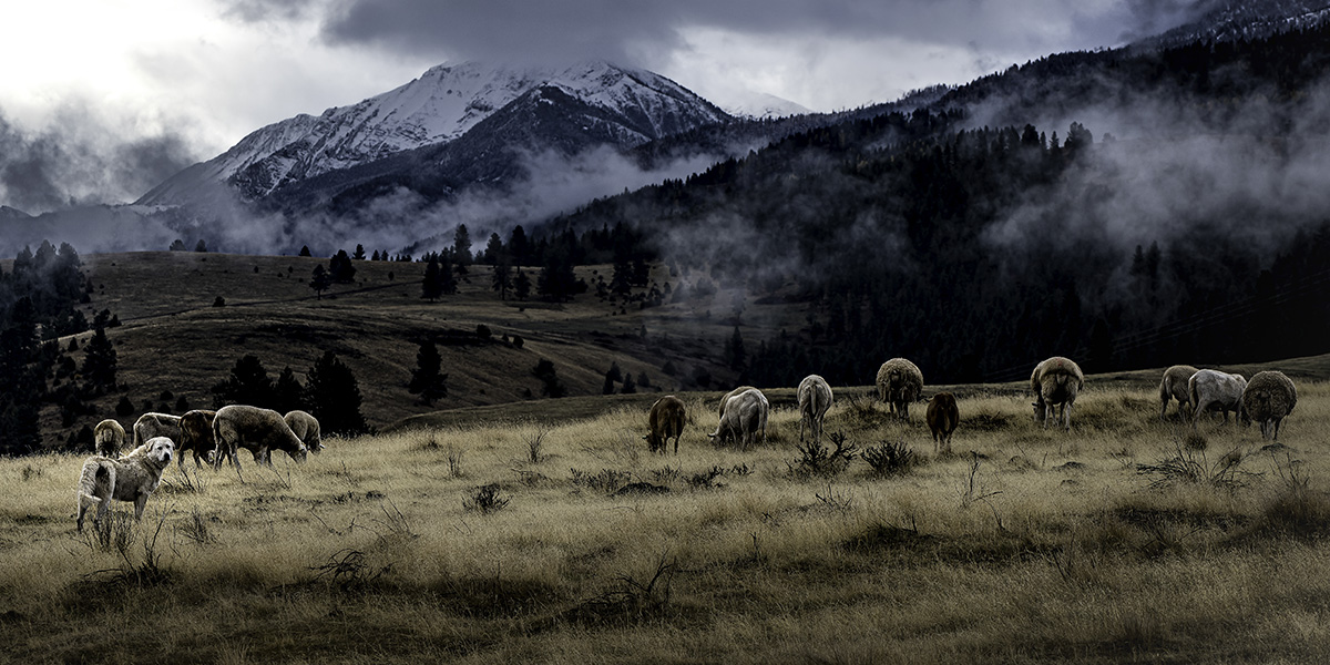 Domestic sheep grazing in the mountains with sheep herding dog. iStockPhoto.com / Paul Freidel Domestic sheep grazing in the mountains with sheep herding dog. iStockPhoto.com / Paul Freidel
