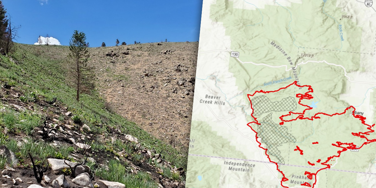 Mullen Fire and Cheatgrass treatment