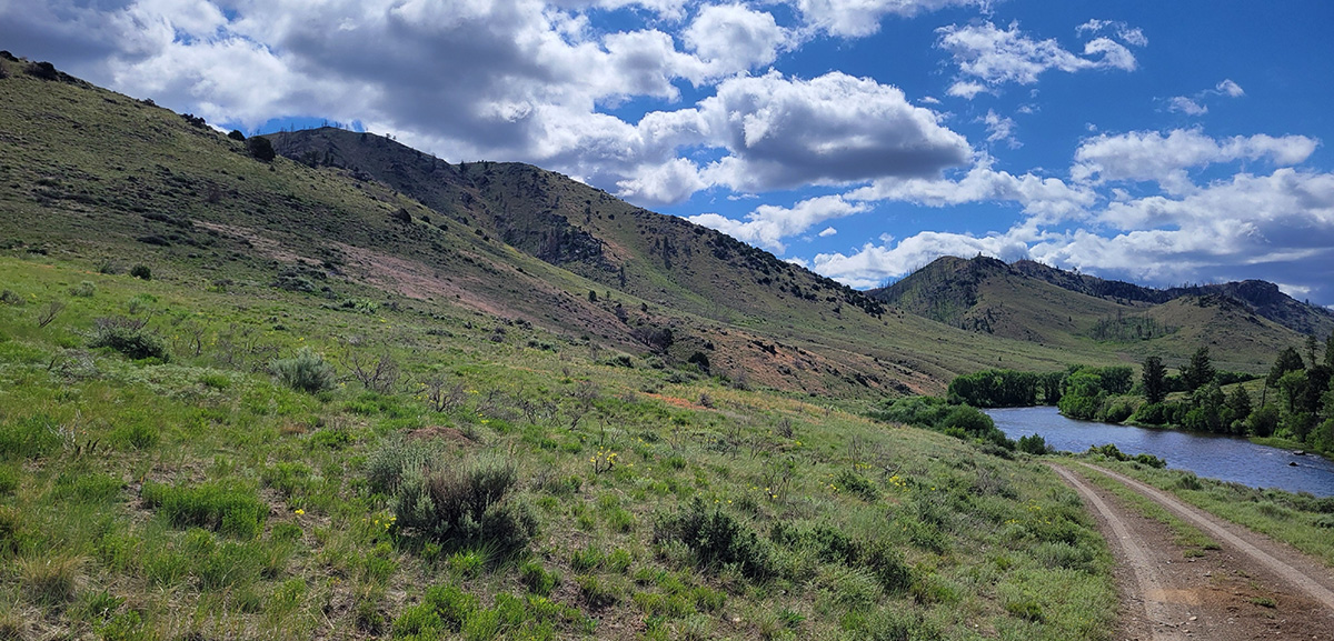 CheatgrassTreatment Area in Wyoming