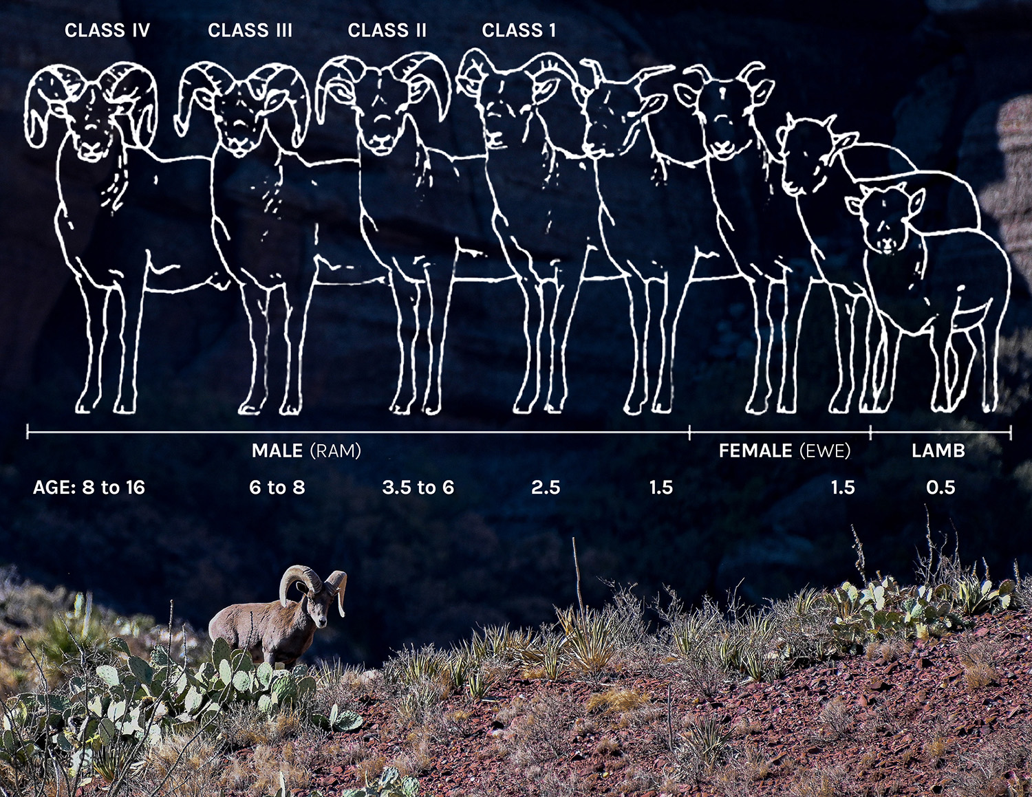 Illustration of bighorn classes over ram photo by Chris Stahl