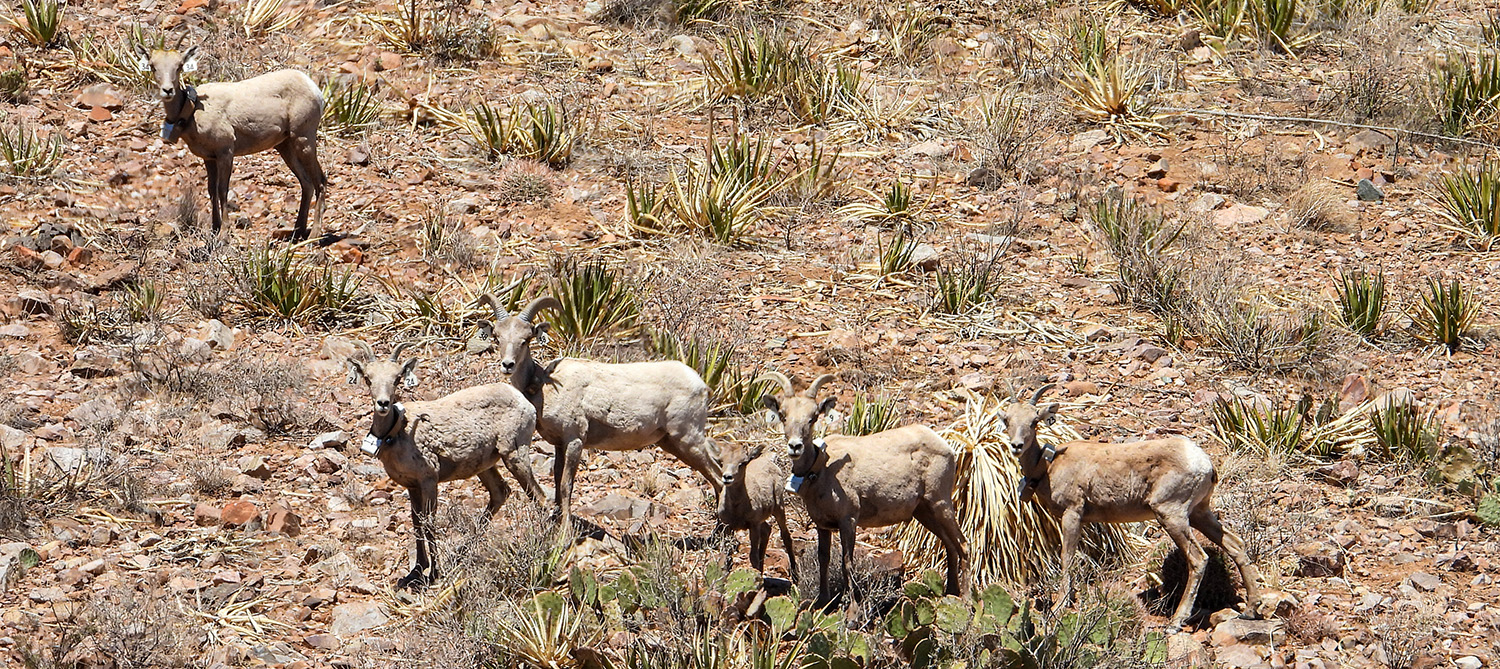 Translocated desert bighorns to Franklin Mountains State Park by Matthew Montoya TPWD