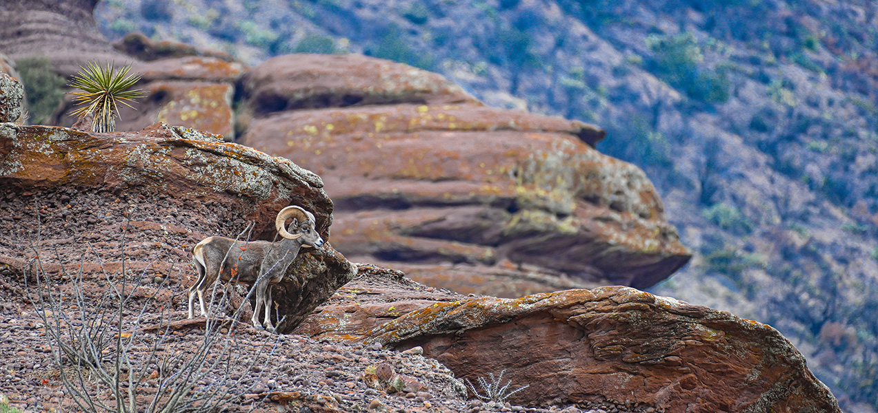 Lone desert bighorn ram Trans-Pecos region of Texas by Chris Stahl
