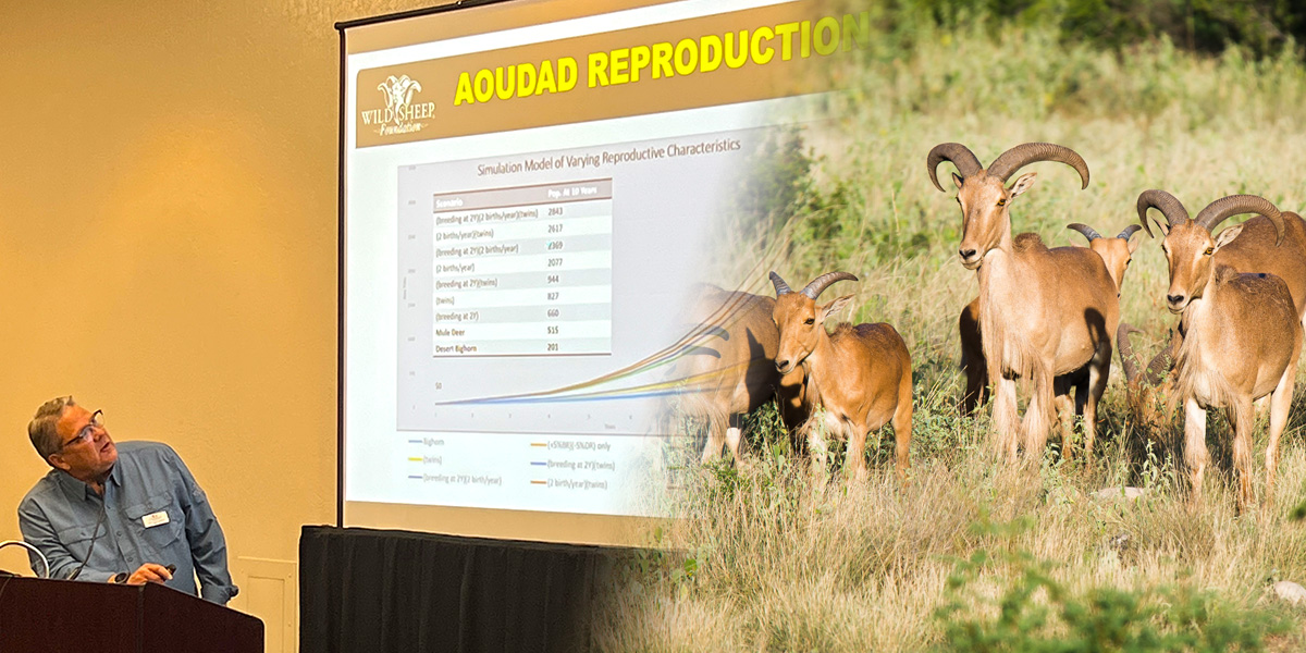 Sam Cunningham presenting at the 2026 Sheep Show about aoudad Sam Cunningham presenting at the 2026 Sheep Show about aoudad