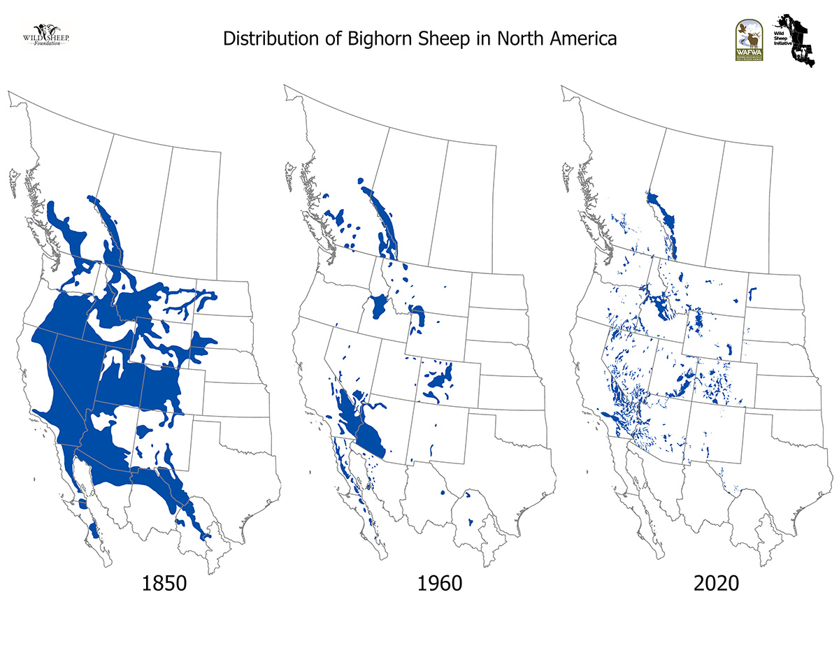 WAFWA Wild Sheep Distribution Map WAFWA Wild Sheep Distribution Map
