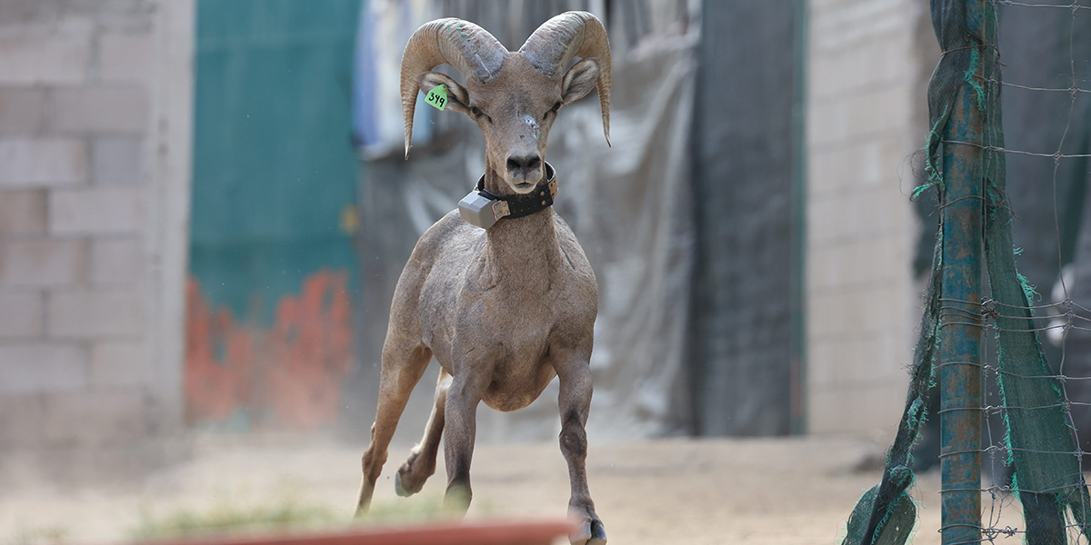 Collared desert bighorn being released from a facility in Mexico Collared desert bighorn being released from a facility in Mexico